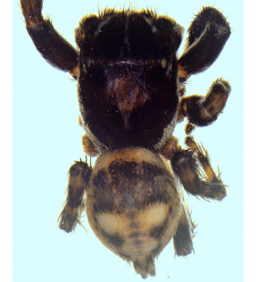 speciesimage