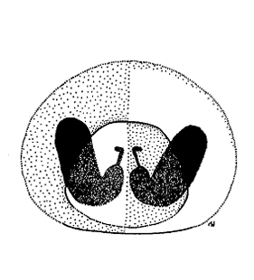 species