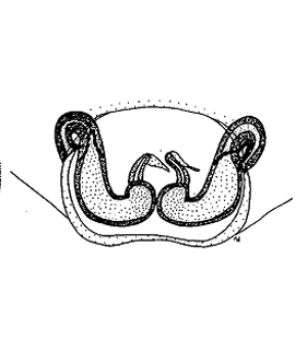 species