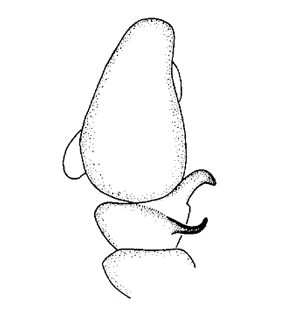 species