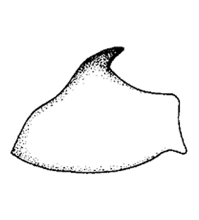 species