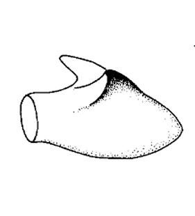 species
