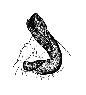 speciesimage
