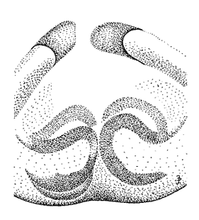 speciesimage