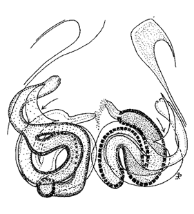 speciesimage