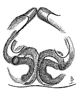 speciesimage