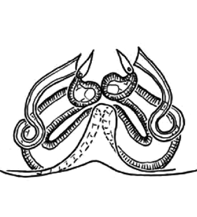 speciesimage
