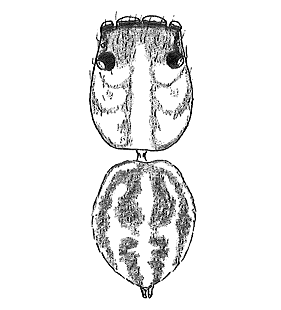 speciesimage