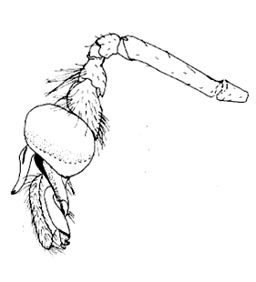 speciesimage