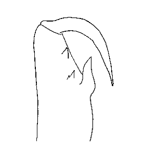 speciesimage