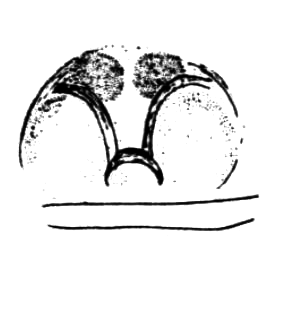 speciesimage