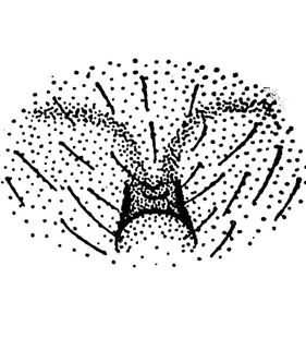 speciesimage