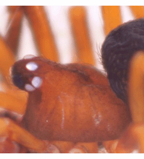 speciesimage