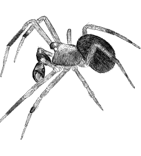 speciesimage