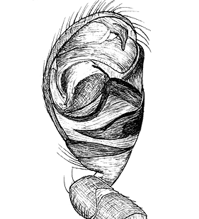 speciesimage
