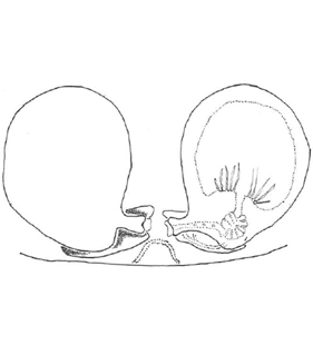 speciesimage