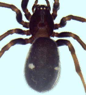 speciesimage