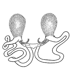 speciesimage