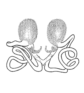speciesimage