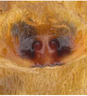 species