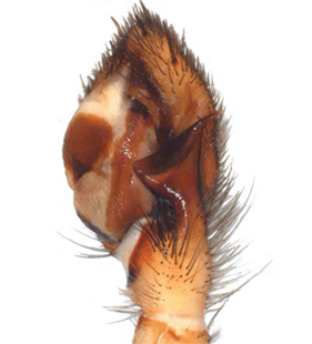 species