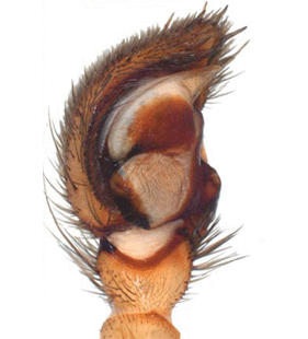 species
