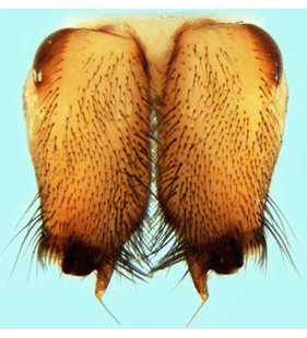 species