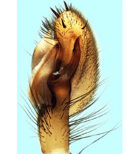 species