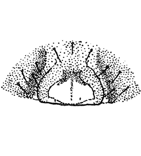 speciesimage