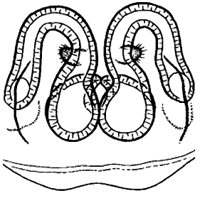 speciesimage