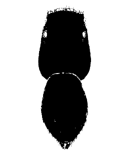 speciesimage