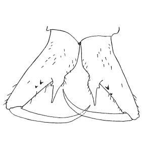 speciesimage