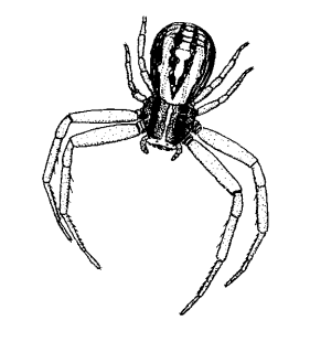 speciesimage