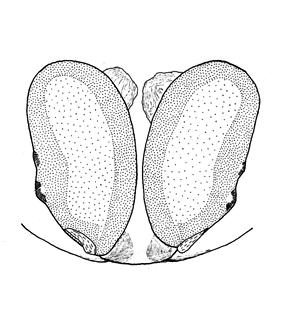 species