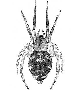 species