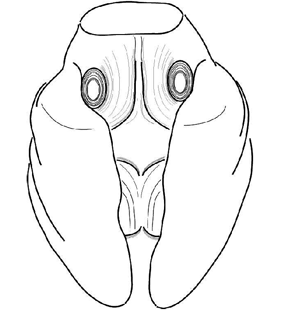 speciesimage