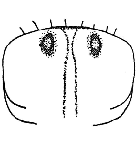 speciesimage