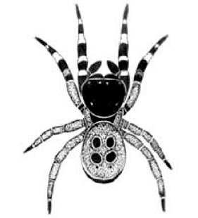 speciesimage