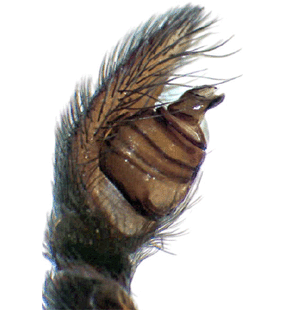 speciesimage