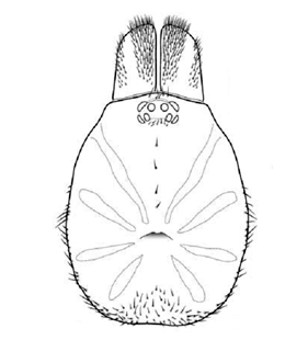 speciesimage
