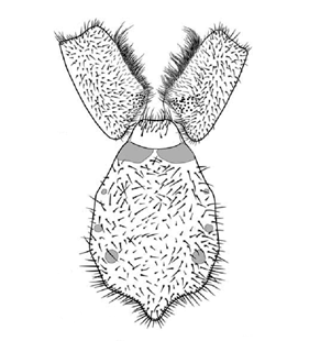 speciesimage