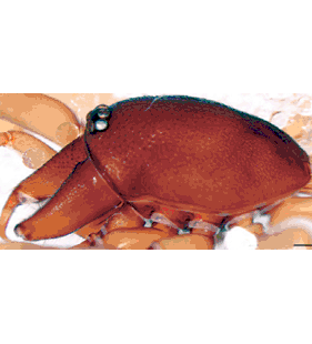 speciesimage