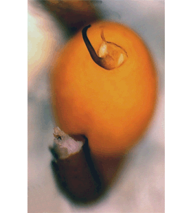 speciesimage
