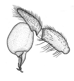 speciesimage