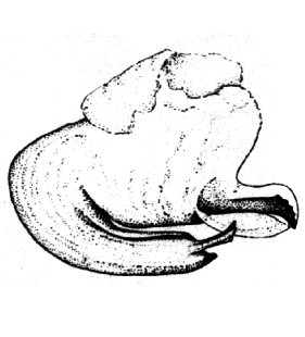 speciesimage