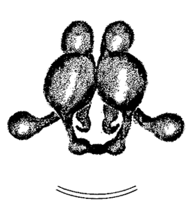 speciesimage