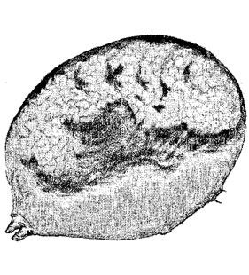 speciesimage