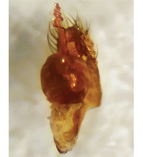 speciesimage