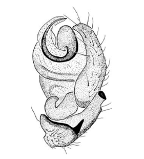 speciesimage