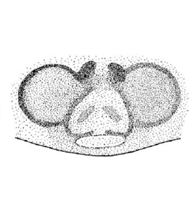 speciesimage